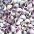 Purple Violet Sea Snail Neritina Shells - 1 Kg Bulk Pack